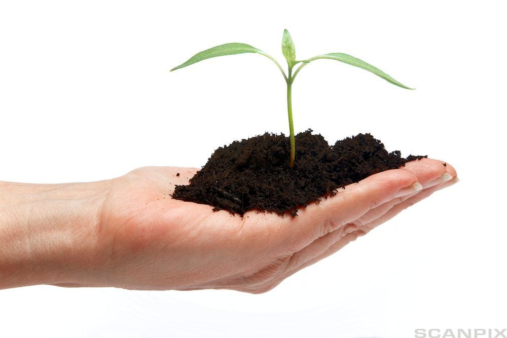 Liten plante vokser opp av jord som ligger i ei håndflate. Foto.