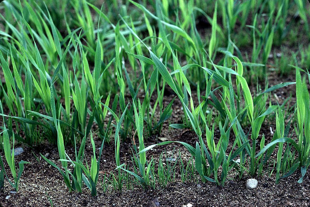 Grønne havreplanter med mindre grasspirer mellom seg. Foto.
