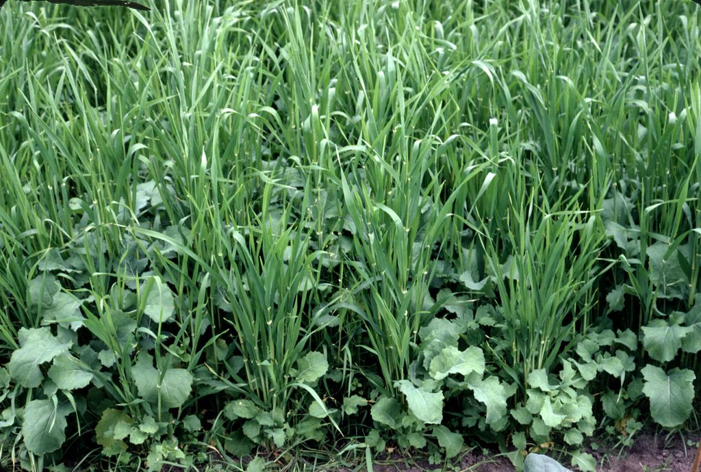 Gras vokser opp mellom lavere planter. Foto.