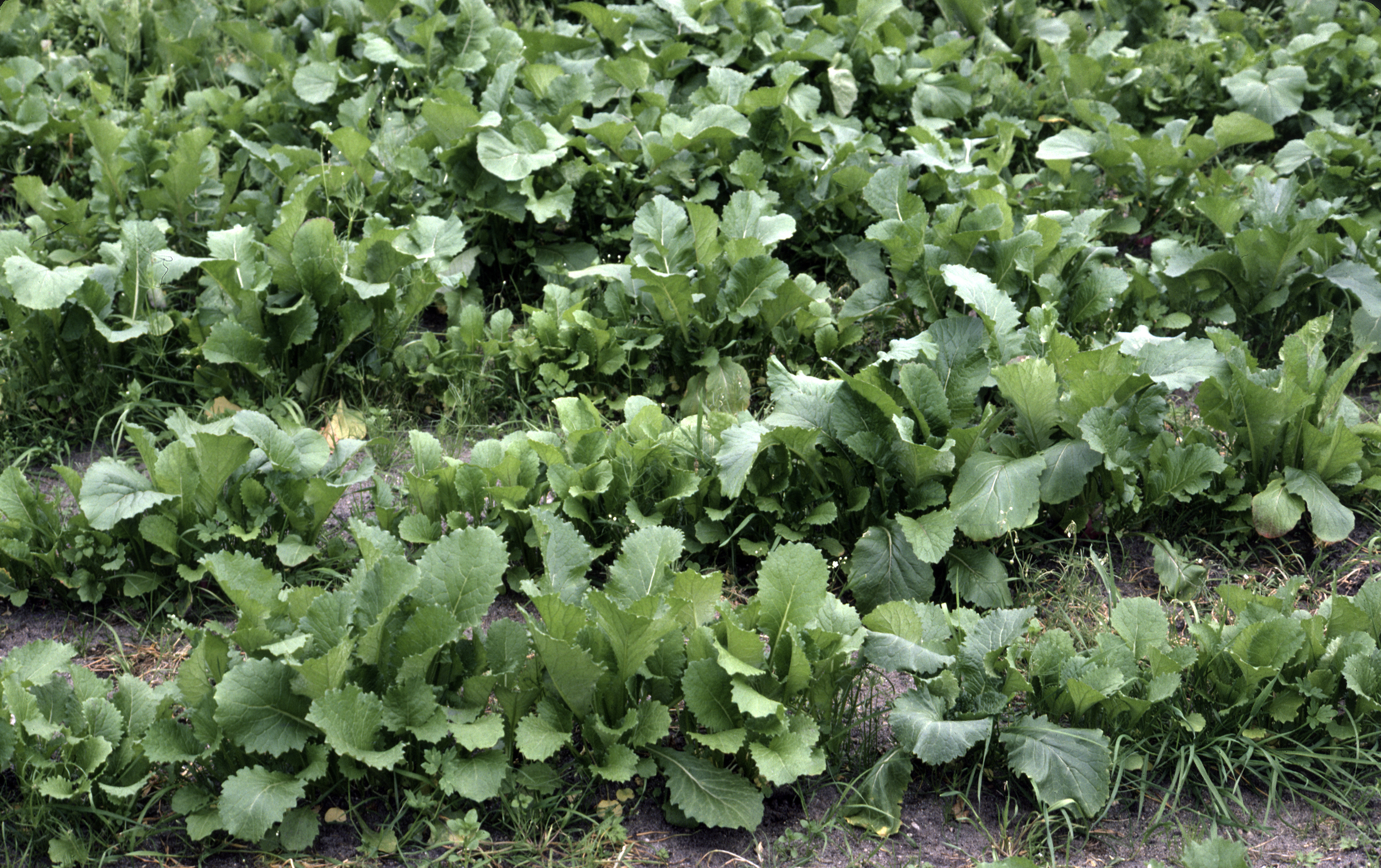 Plante med store, grønne blader på rader. Foto.