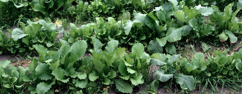 Plante med store, grønne blader på rader. Foto.