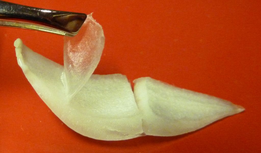 Den tynne løkhuden på innsiden av et løkskjell. Foto.