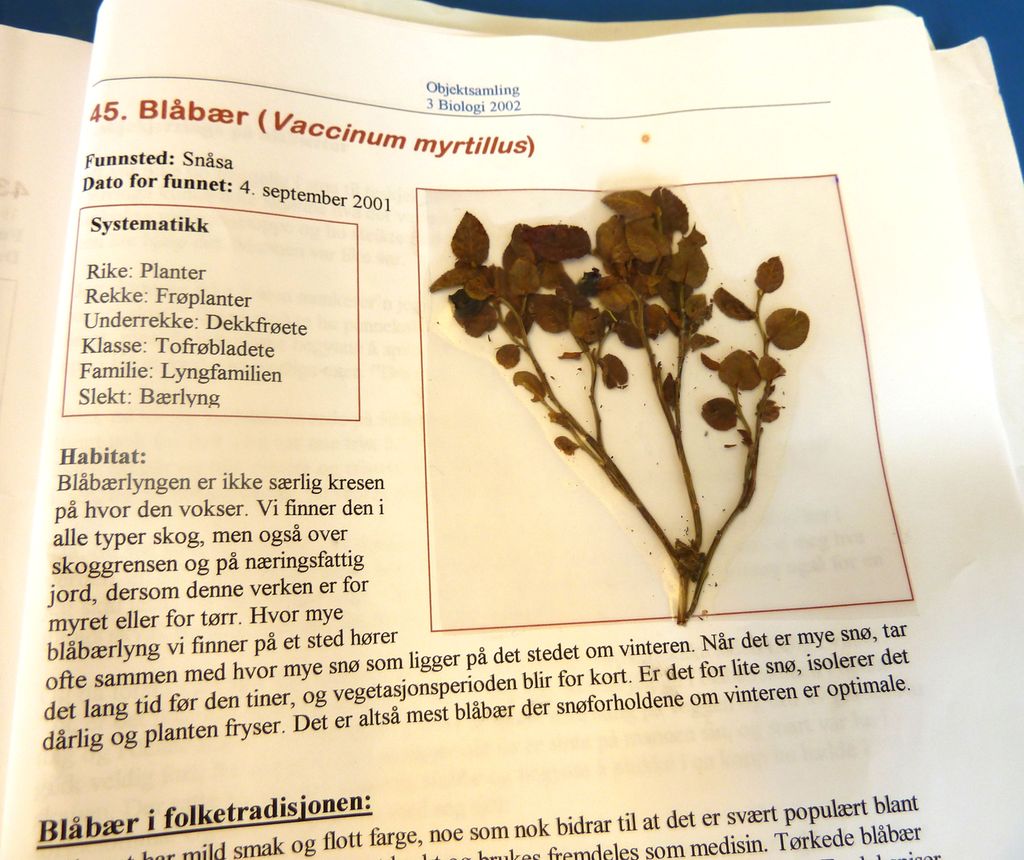Ei side frå ei objektsamling med pressa blåbærlyng, systematikk og omtale. Foto.