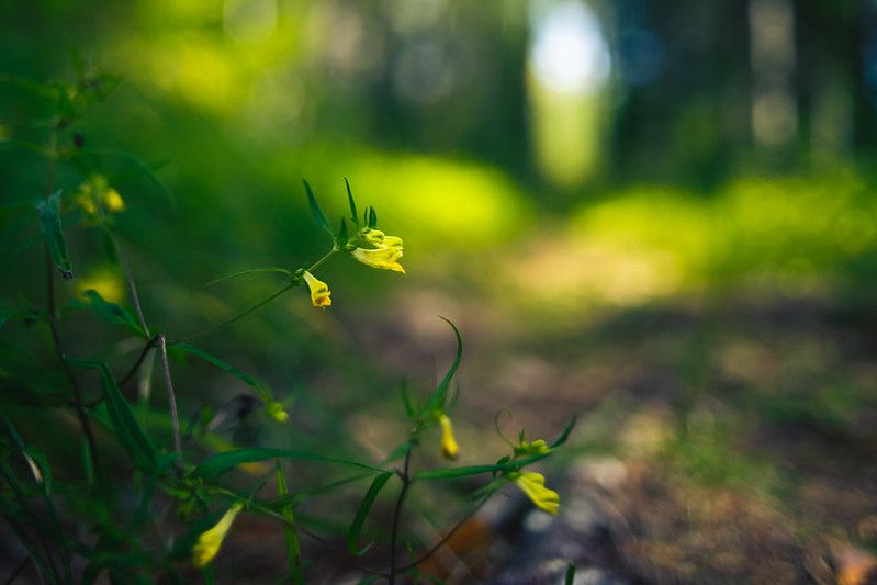Plante med grønne blader og gule blomster. Bakgrunnen er uklar. Foto.