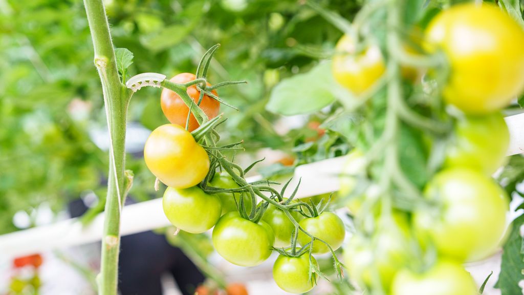 En tomatklase med bøyle som forsterker festet til stammen. Foto.