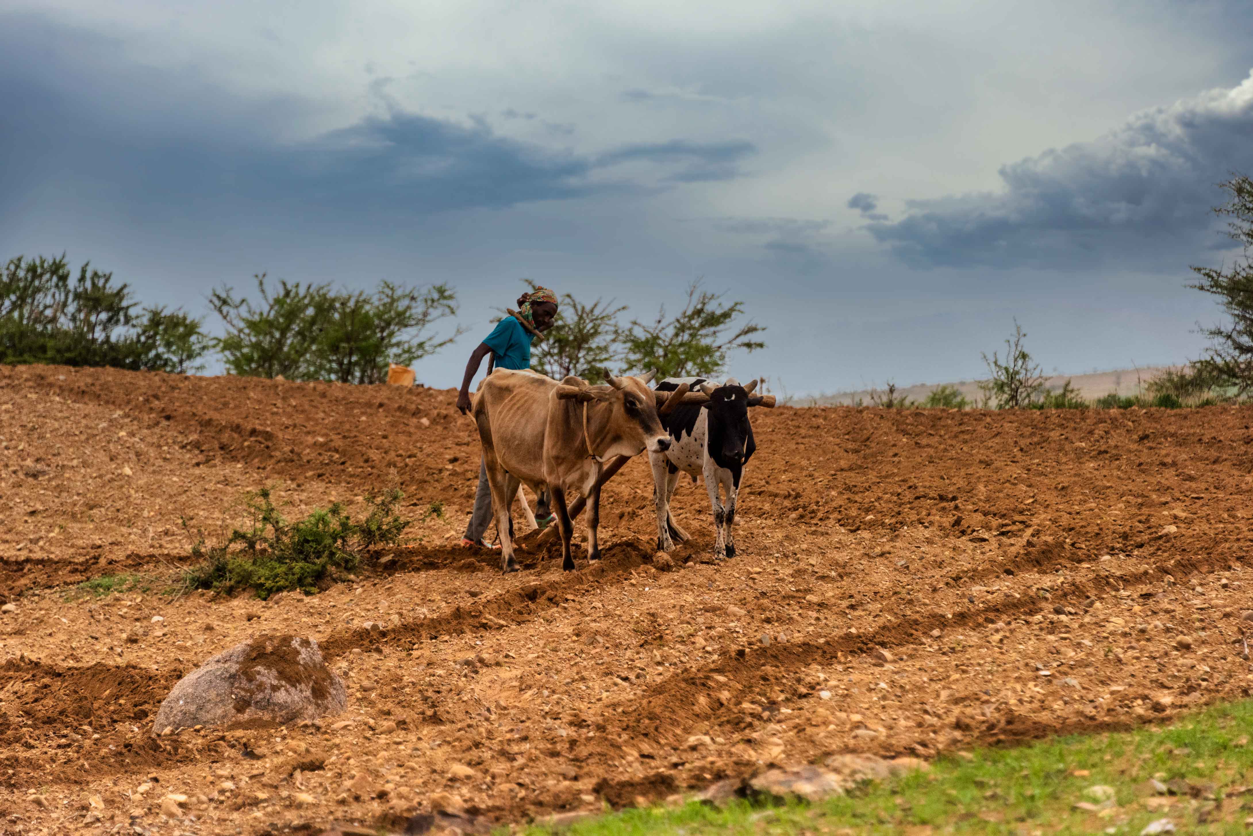 African farmer ploughing his land using a hand-held plough and two cows. Photo.
