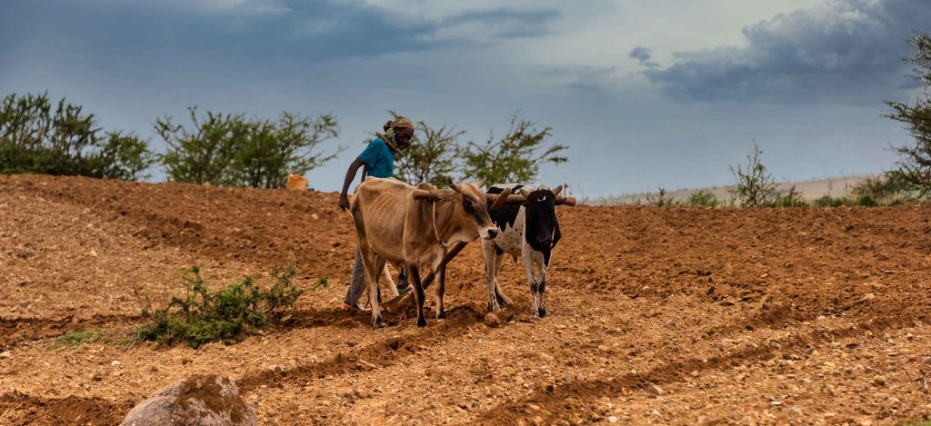 African farmer ploughing his land using a hand-held plough and two cows. Photo.