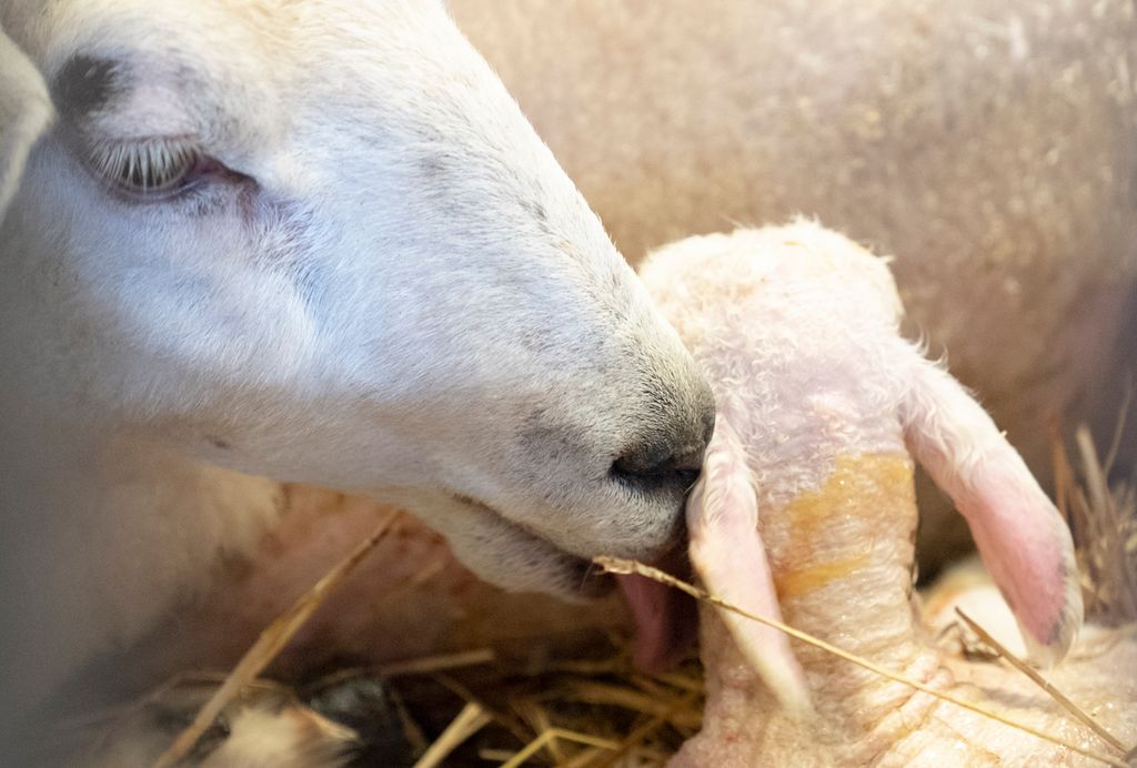 Nærbilde av søye som slikker det nyfødte lammet sitt. Foto.