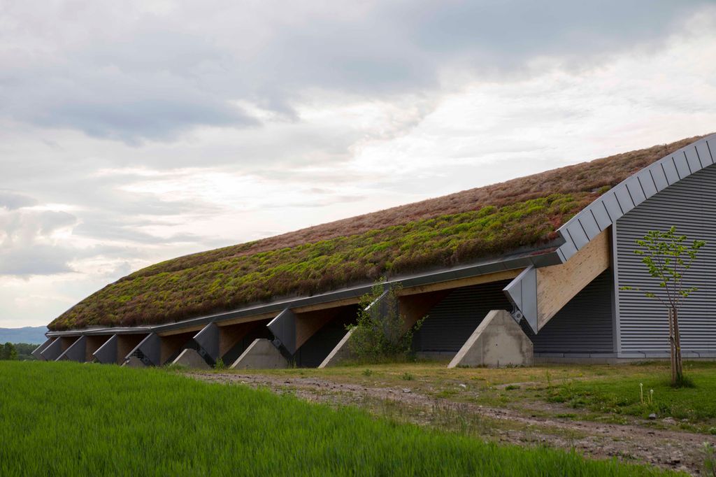 Idrettshall der det vokser lave planter på taket. Foto.
