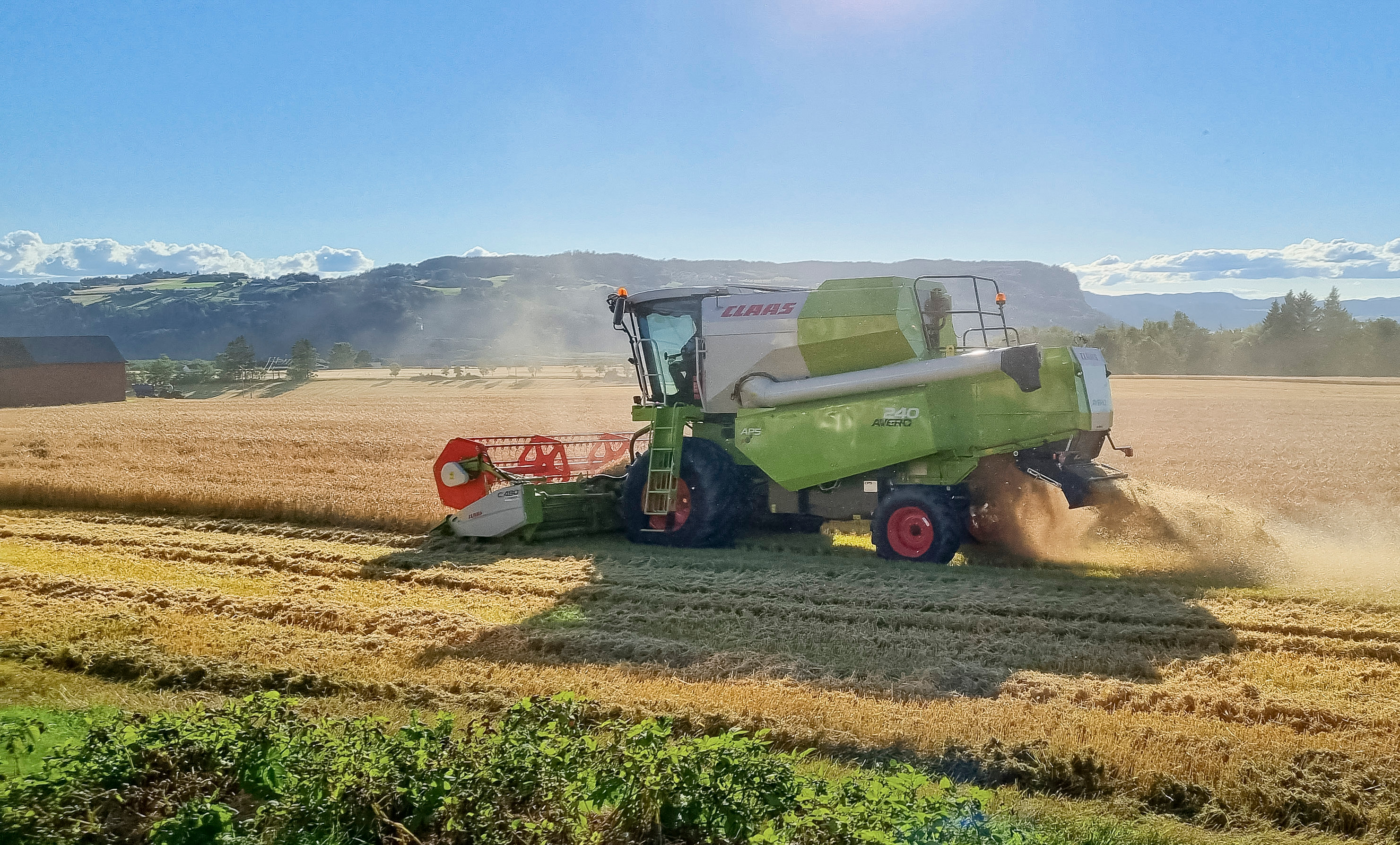En skurtresker høster korn på en solfylt dag. Foto.