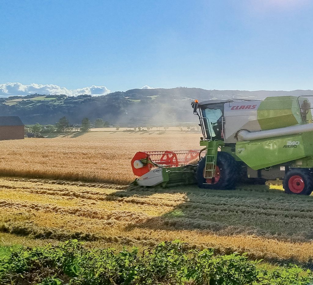 En skurtresker høster korn på en solfylt dag. Foto.