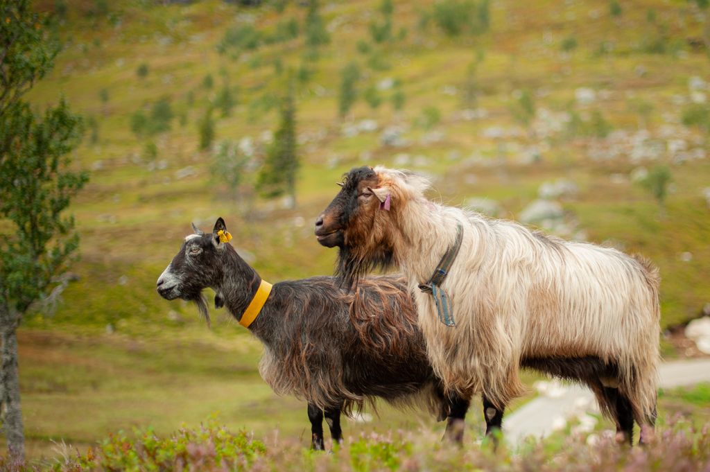 En gråbrun geitebukk med lilla merke i venstre øre står foran ei gråsvart geit i et fjellandskap. Foto.