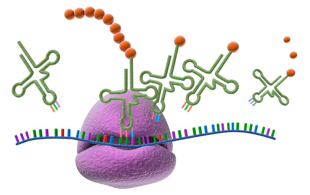 Et stort ribosom omslutter mRNA og kopler sammen aminosyrene som tRNA kommer med. Illustrasjon.