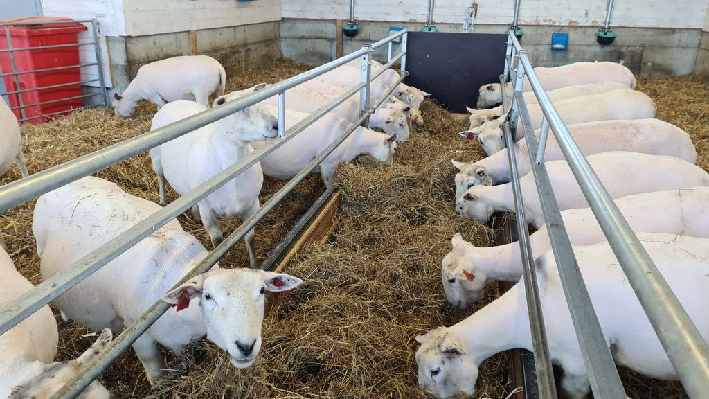 Hvite sauer som spiser grovfôr som ligger på et fôrbrett. Foto.