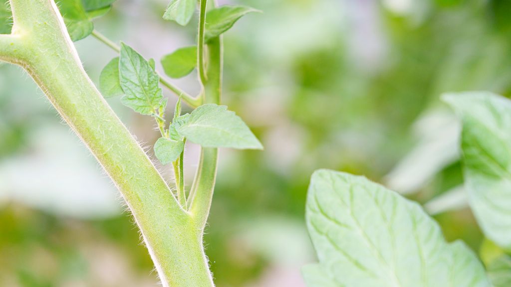 Lite skudd som vokser ut i et bladhjørne på ei tomatplante. Foto.