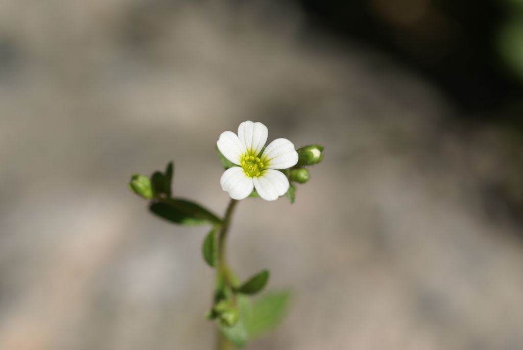 Ei lita plante med grønne blad, fem hvite kronblad og gule støvknapper. Foto.