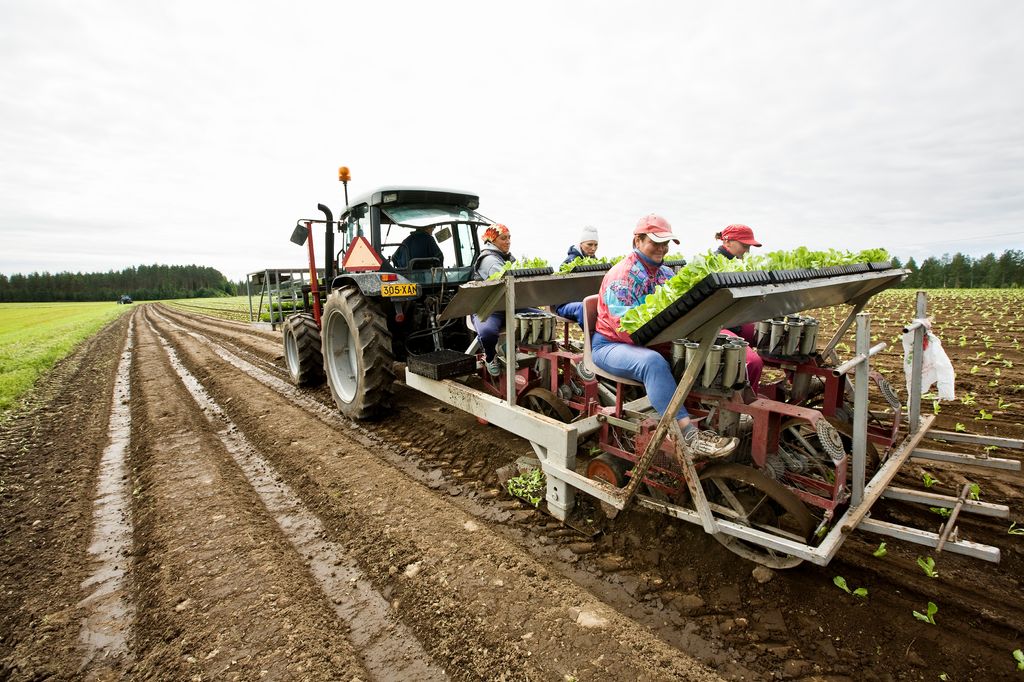 Fire arbeidere sitter bak på traktorredskap og planter ut isbergsalat i åker. Foto.