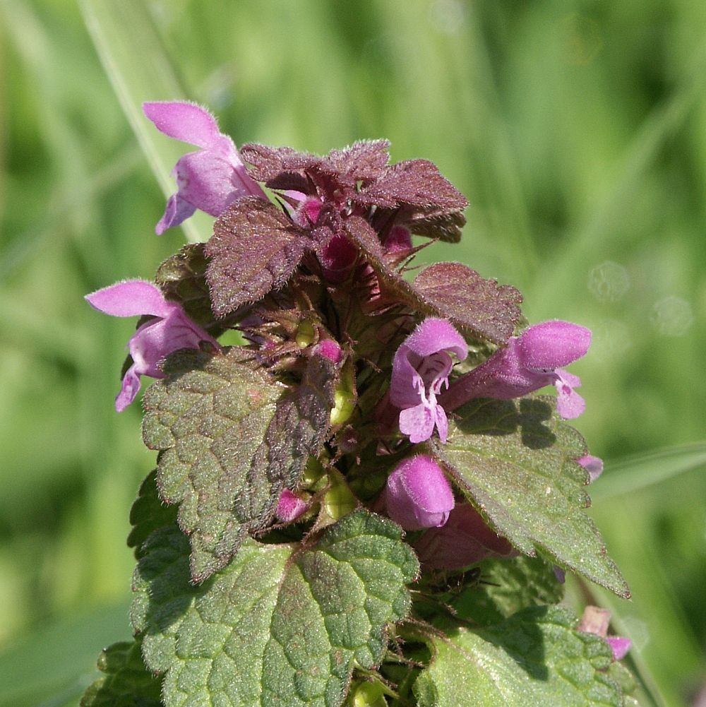 Fiolette blomster i klase i toppen av grønn plante med hjerteformede og hårete blader. Foto.