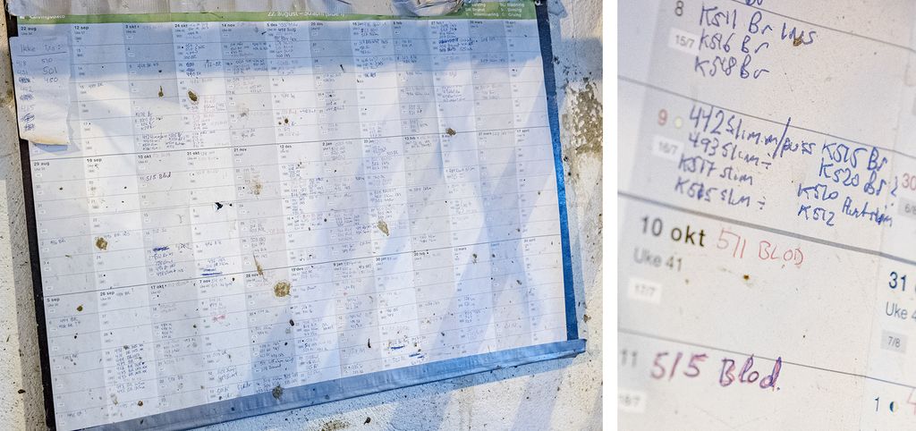 Kollasj med oversikts- og nærbilde av brunstkalender på veggen i et fjøs. Foto.