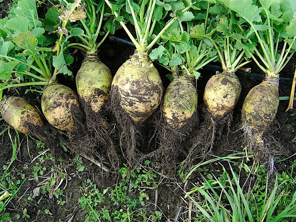 Kålrotplanter med gras rett opp fra jorda. Foto.
