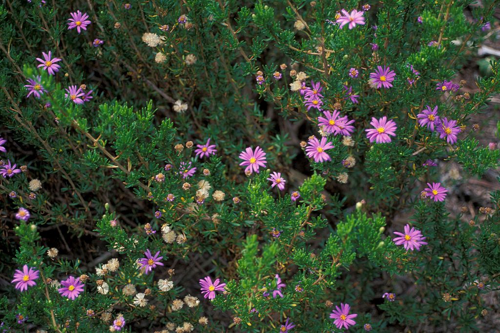 Små, rosa blomster på lyngliknende plante. Foto.
