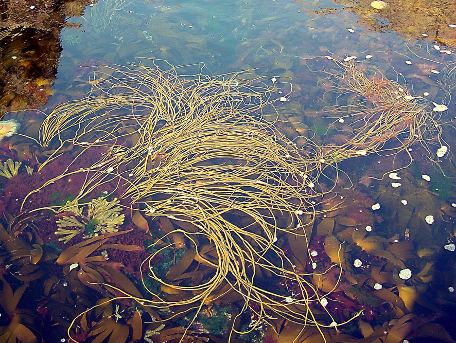 Tang- og tarevekster i fjæra. Foto.