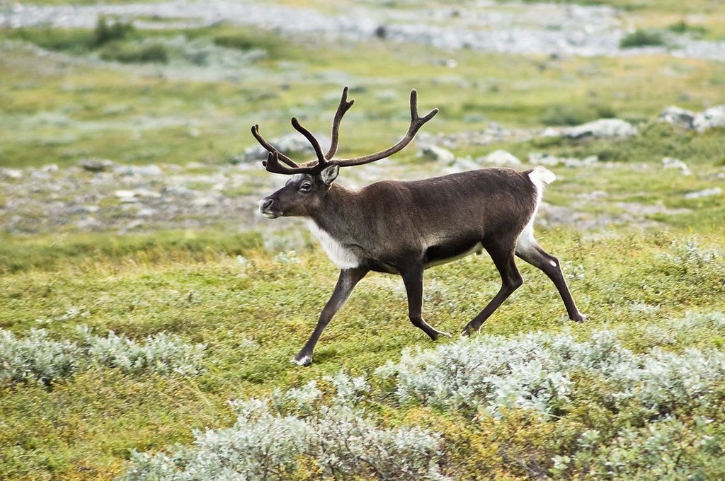  En rein som løper i lyngen. Foto.