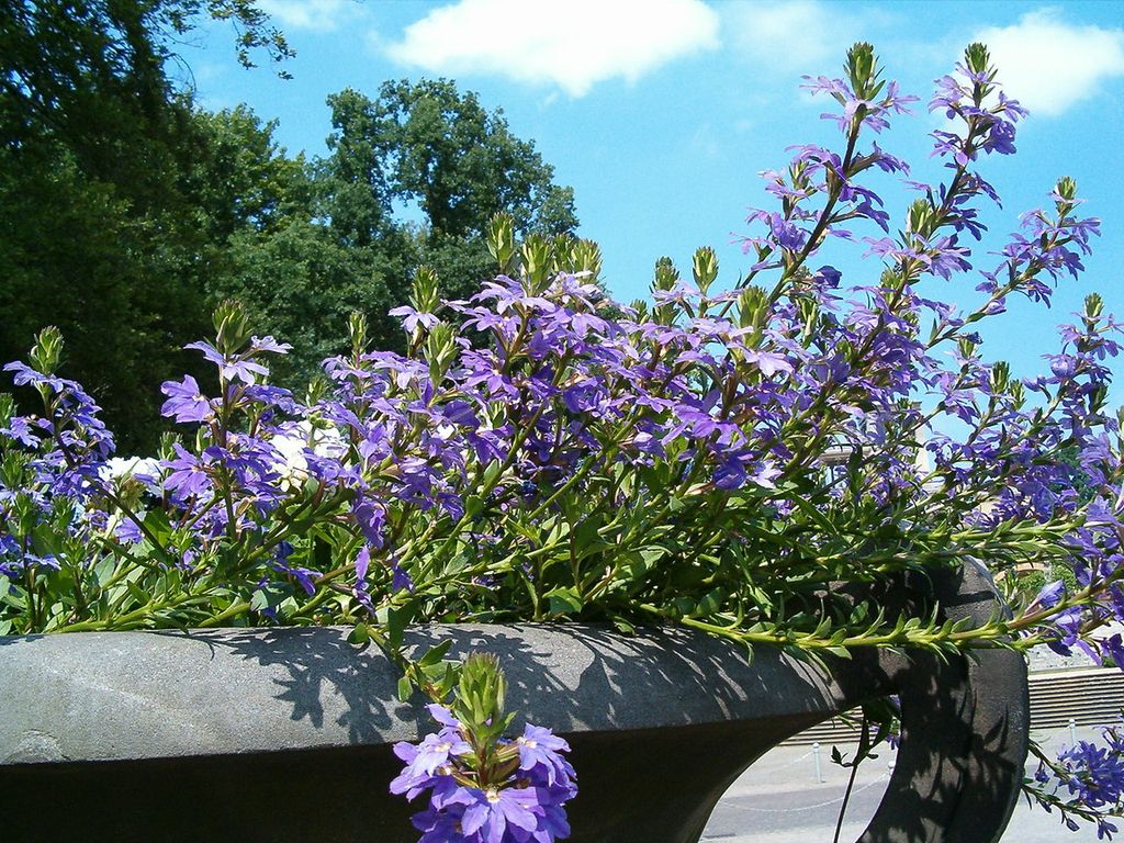 Blålilla blomster som strekker seg ut fra ei stor blomsterpotte. Foto.