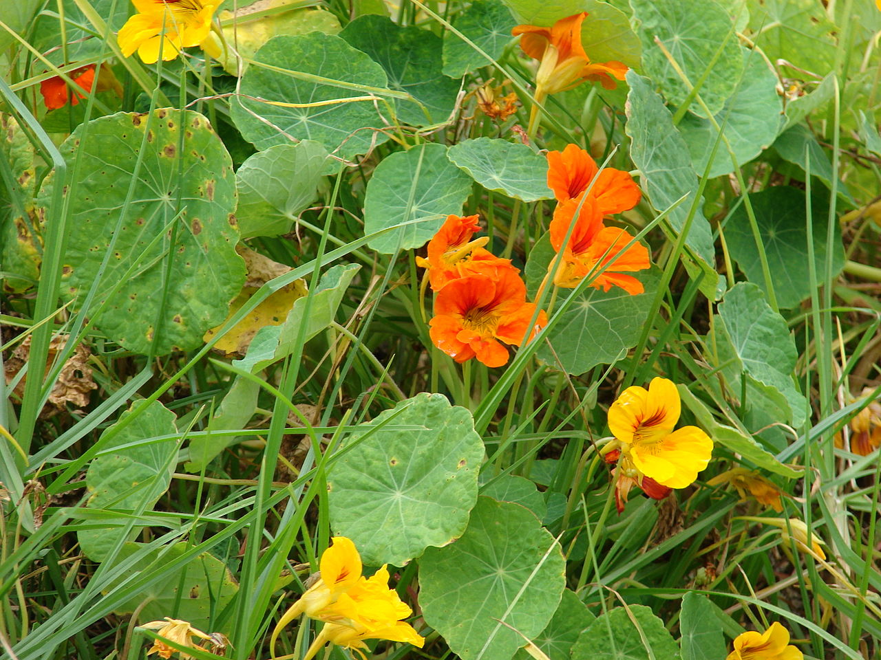 Blomster i oransje og gult. Foto.