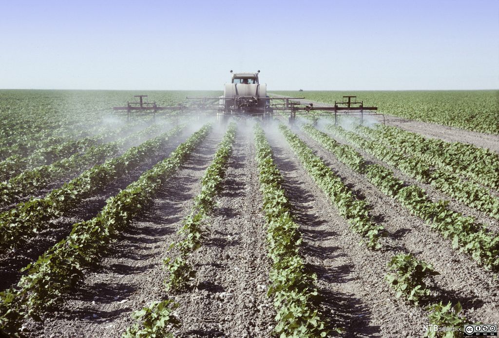 Traktor bakfra sprøyter bomullsplanter på endeløst jorde. Foto.