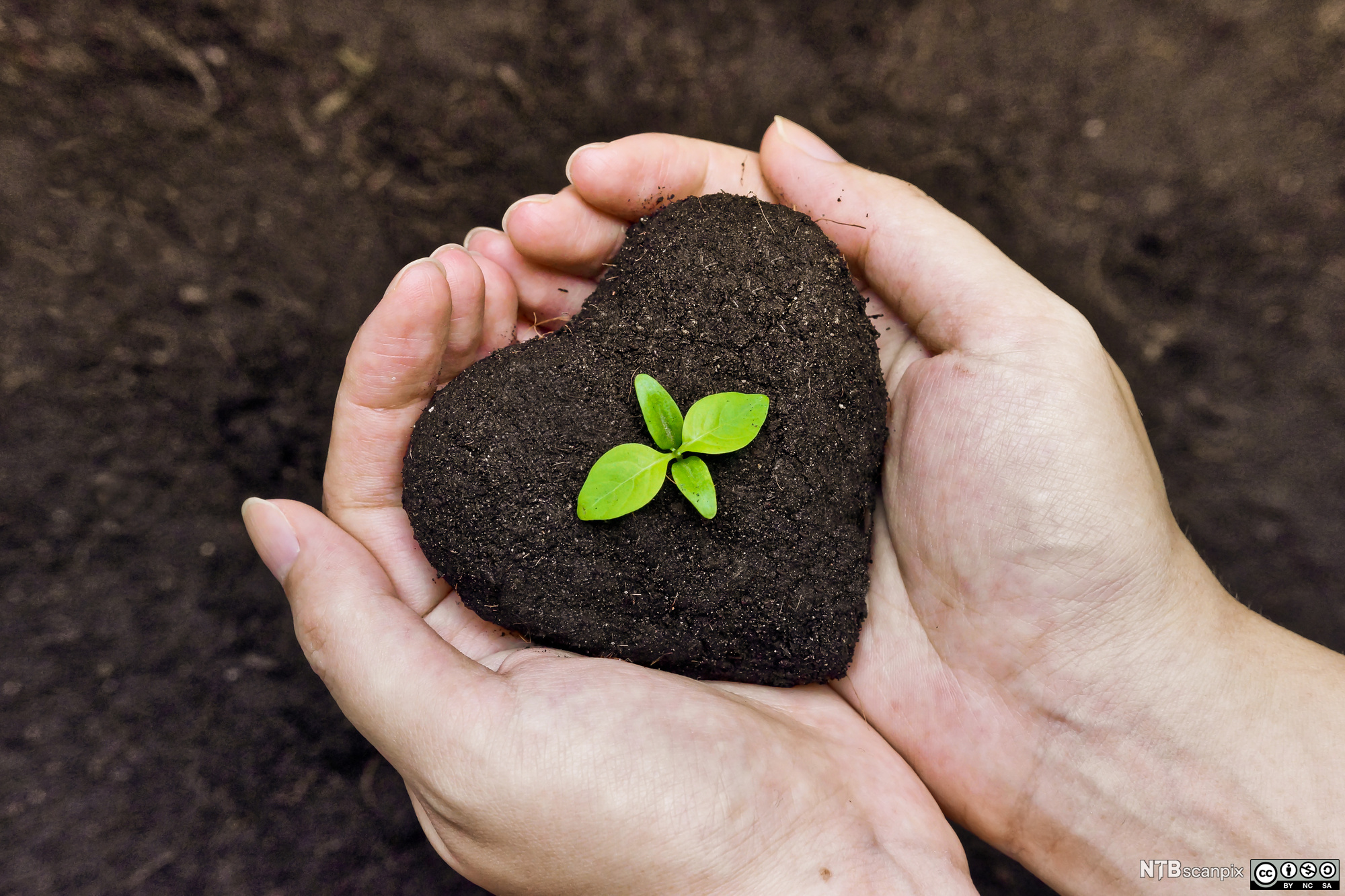 Hender som holder jord formet som et hjerte. Ei grønn spire kommer opp av hjertet. Foto.