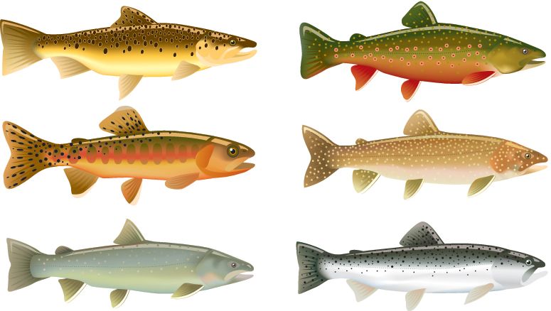 Bilde av ulike ørreter. Foto.
