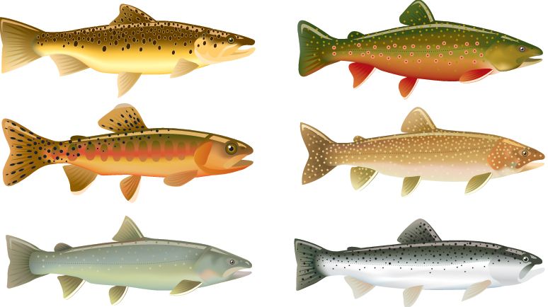 Ulike typar aure. Foto.