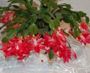 Plante med røde blomster. Foto.