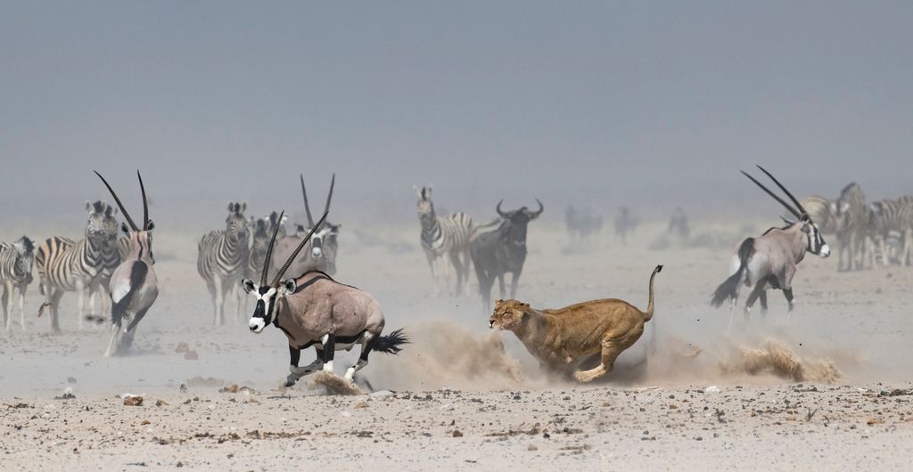 Løvinne og antilope løper så støvskyen står rundt dem. Sebraer og antiloper i bakgrunnen. Foto.