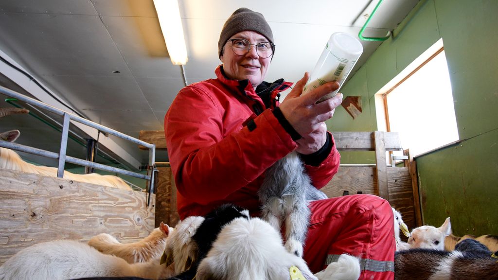 En bonde sitter i en binge med flere kje rundt seg. Hun har et kje på fanget som hun fôrer med mjølk fra ei flaske. Foto.