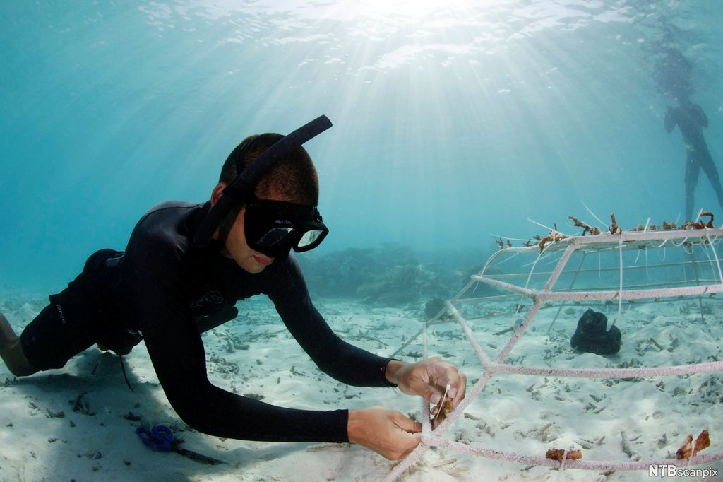 Dievdu geas lea buokčalanreaidu darveha fierpmi mearrabodnái. Govva.