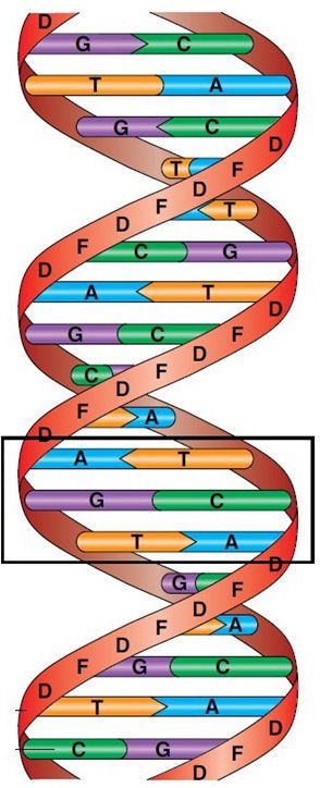 DNA tegnet som en vridd taustige. Illustasjon.