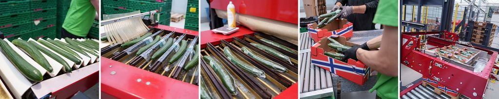 Kollasj av bilder som viser trinna i pakking av agurker. Agurkene går enkeltvis på transportbånd til pakkemaskinen før de manuelt stables pent i kasser. Foto.