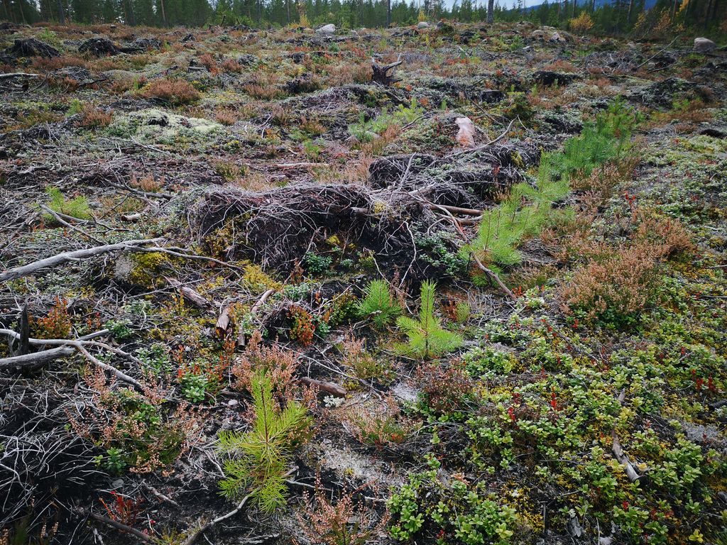 Små furutrær som vokser i markberedningsstriper. Foto.
