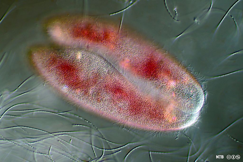 Foto av to avlange celler som ligger helt inntil hverandre