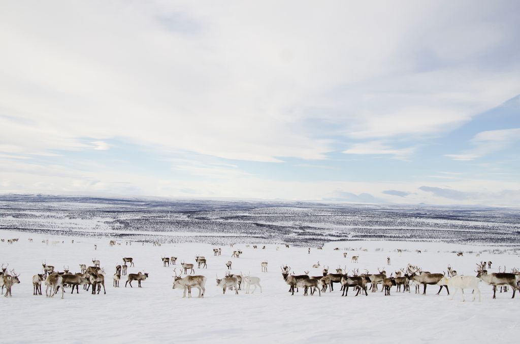 Snødekt vidde med rein som beiter i små flokker. Foto.