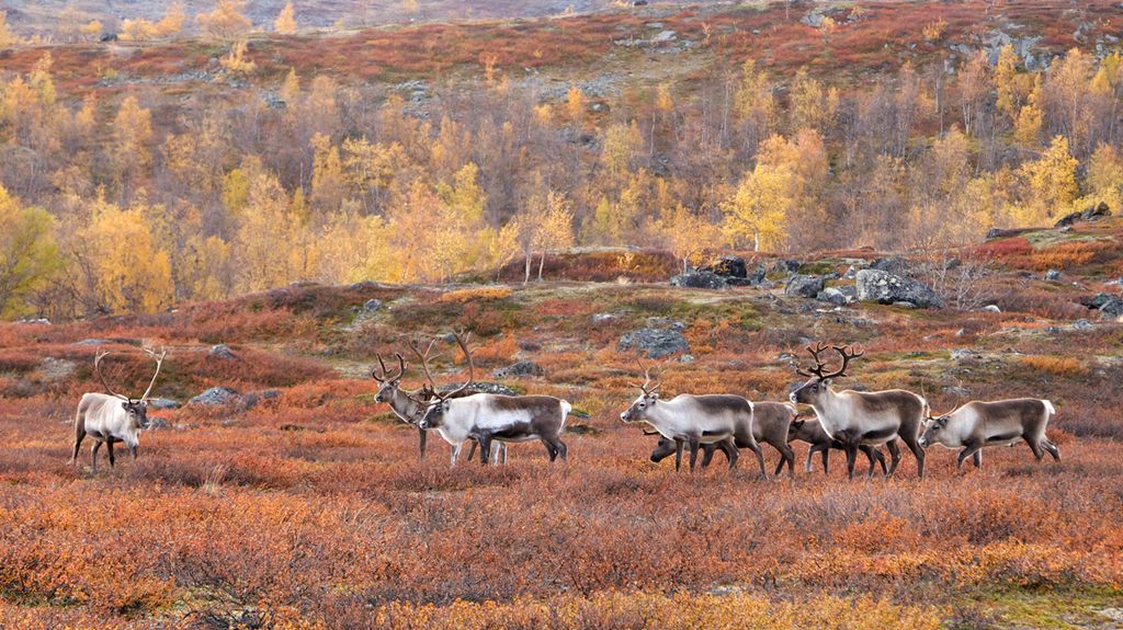 Ei gruppe reinsdyr på et fjell i høstfarger. Foto.