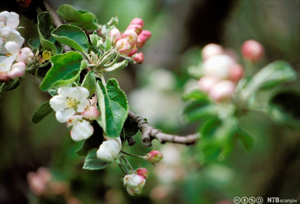 Epletre som blomstrer. Foto.