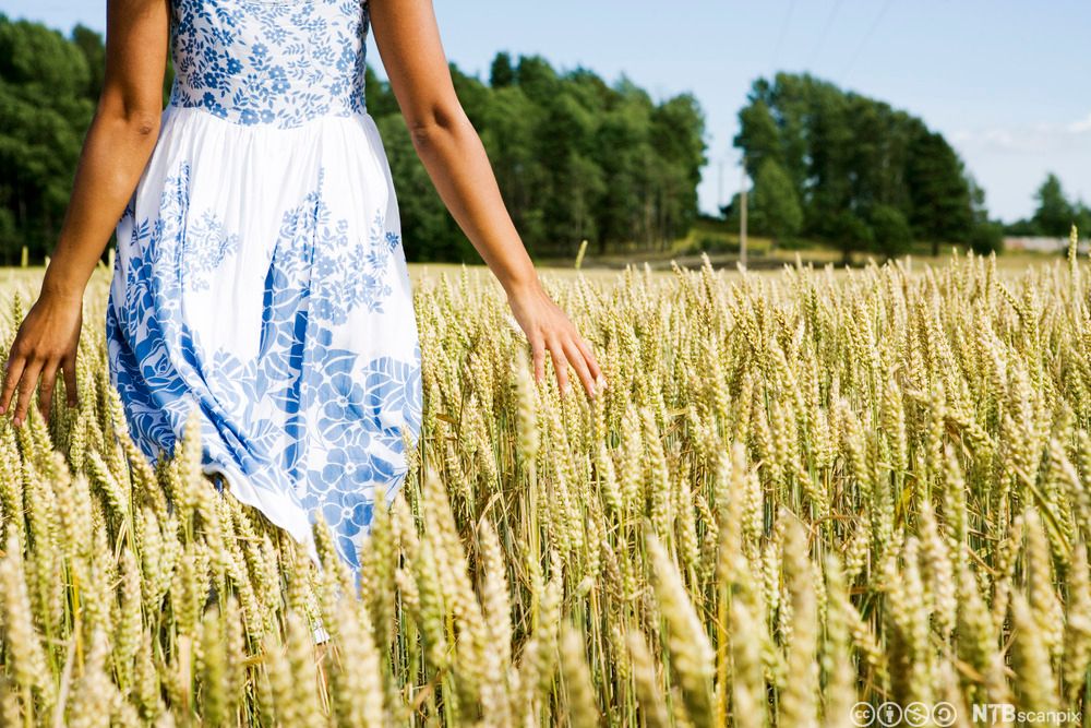 En dame, som er kledd i en kjole, går i en kornåker. Foto.