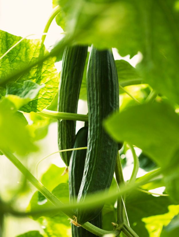 Agurkplante med agurk. Foto.