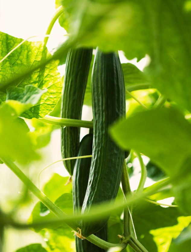 Agurkplante med agurk. Foto.