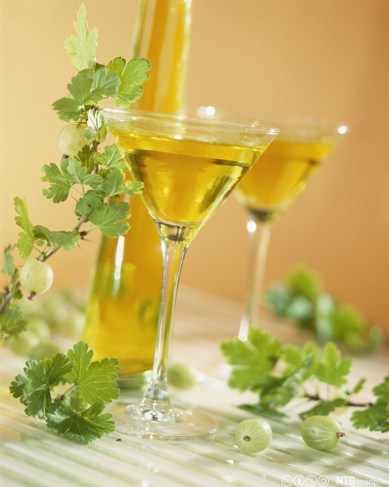 To stettglass med et gult, halvveis gjennomsiktig innhold på et bord. Rundt glassene ligger det grønne bær og grønne blader. Foto.