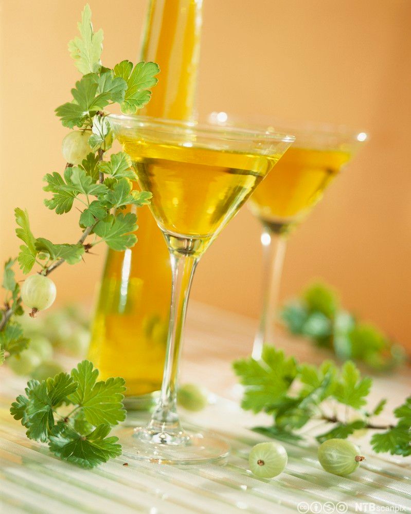 To stettglas med eit gult, halvvegs gjennomsiktig innhald på eit bord. Rundt glasa ligg det grøne bær og grøne blad. Foto.