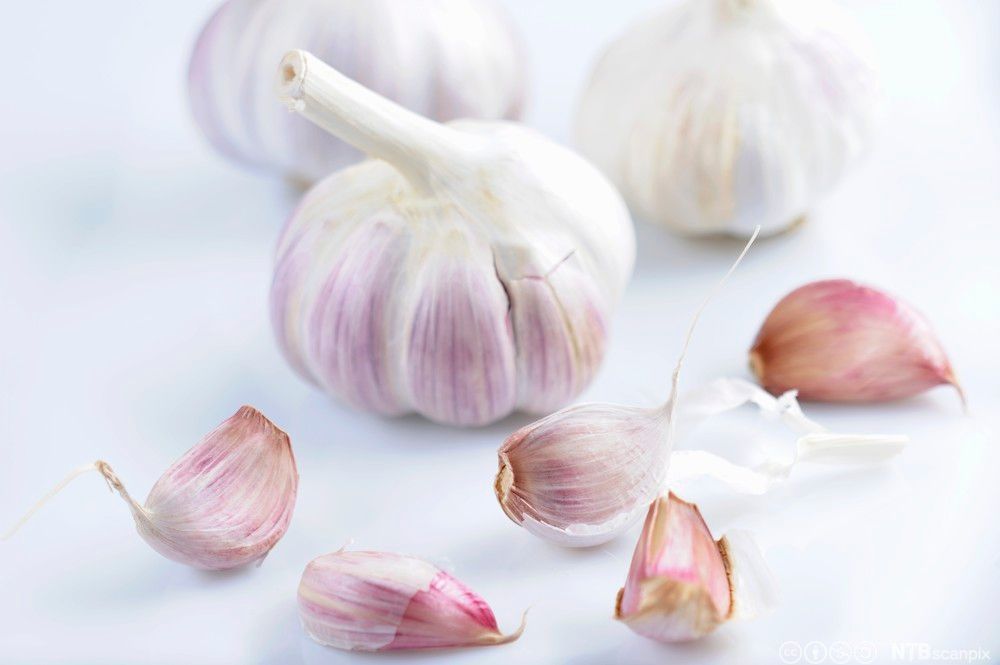 Heile kvitlaukar og kvitlauksfedd på eit bord. Foto.